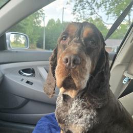 Olive - Liver white and roan female English Springer Spaniel puppy in Statesville, North Carolina from BAR Z Springers