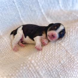 Boy 1 - Tri-color male Bernedoodle puppy in Salt Lake County, Utah from Coco Avenue Pups