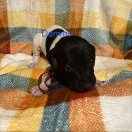 Denver - Black and white female German Shorthaired Pointer puppy in Jackson, Georgia from Tiner GSP’s LLC