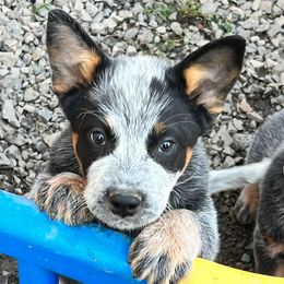 Australian Cattle Dogs from Circle V Ranch Cattle Dogs