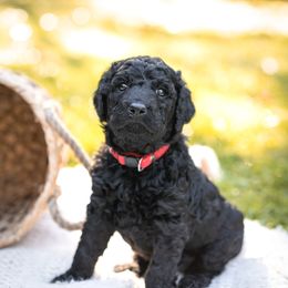 Goldendoodle Puppies from King Family Doodles