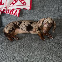 Ivy - Dachshund