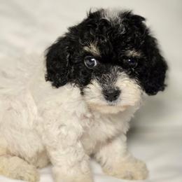 Bentley - Black and white male Cockapoo puppy in West Point, Mississippi from Golden Paws