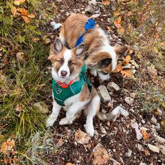 Icelandic Sheepdog Puppies from Tobiasson icie