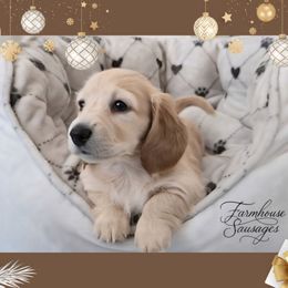 Frosty - Limited AKC - Christmas Puppy - Cream male Dachshund puppy in California from Farmhouse Sausages