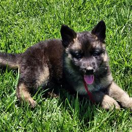 Yousef - Black and red male German Shepherd puppy in Whitewater, California from Vom Haus Metzler Shepherds