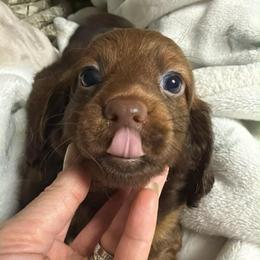 Bear - Chocolate and tan male Dachshund puppy in Chillicothe, Ohio from Brittney's Dachshunds