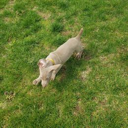 Weimaraner Puppies from Miller's Weimaraners