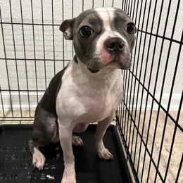 Boston Terrier All Grown Up from Boston Terriers of Conroe