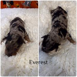 Everest - Blue merle female Bordoodle puppy in Republic, Missouri from Holland Hilltop Farm
