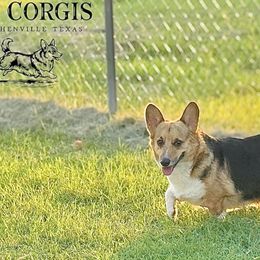 Zora - American Corgi