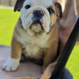 Lenni - Fawn and white female Bulldog puppy in Noble County, Indiana from River Road Bulldogs