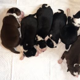 Border Collie Puppies from Pineview Farm