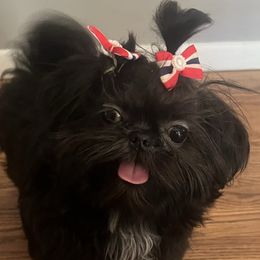 Hiro - Shih Tzu