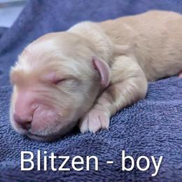Blitzen - Golden male Golden Retriever puppy in Pamplin, Virginia from Hope & Joy Acres