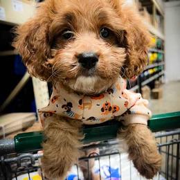 Dexter - Red male Cavapoo puppy in Maple Grove, Minnesota from Honey Bit Kennels