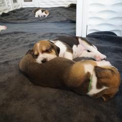 Harrier Puppies from Darkfire Harriers