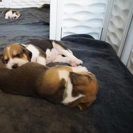 Harrier Puppies from Darkfire Harriers