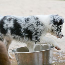 Australian Shepherd and Miniature Australian Shepherd Puppies from Aislin Fields
