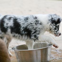 Australian Shepherd and Miniature Australian Shepherd Puppies from Aislin Fields