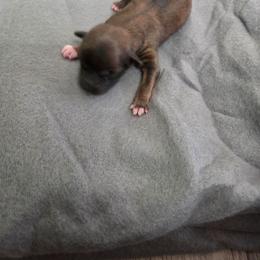 Titan - Black and tan male Shorkie puppy in North English, Iowa from Countryside Yorkies