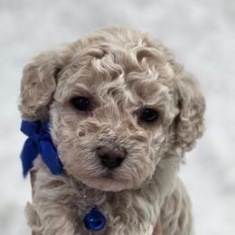 Shaggy - Apricot male Goldendoodle puppy in Vernon, Texas from Sugarland's Texas Goldendoodles