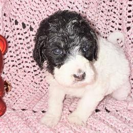 Juliet - Parti female Poodle puppy in League City, Texas from Chauffeured Poodles