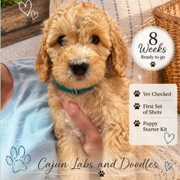 1400.00  Skye: Teal Collar - Apricot female Goldendoodle puppy in Raceland, Louisiana from Cajun Doodles