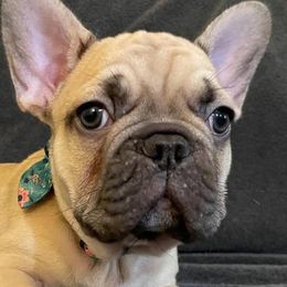 French Bulldogs from Top Ranked Frenchies