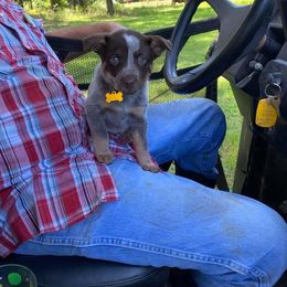 Australian Cattle Dog Puppies from Rising J Cattle Dogs