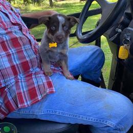 Australian Cattle Dog Puppies from Rising J Cattle Dogs