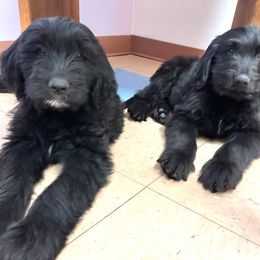 Assorted Doodle Crosses Puppies from Golden Mountain Doodles