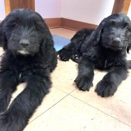 Assorted Doodle Crosses Puppies from Golden Mountain Doodles