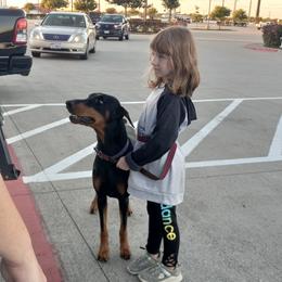 Doberman Pinschers and Dutch Shepherds from Crosspointe Canines