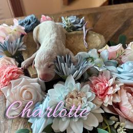 Charlotte - White and black female Dalmatian puppy in Mount Vernon, Missouri from Spots & Spirals