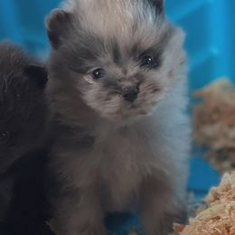 Raider - Blue merle male Pomeranian puppy in El Sobrante, California from Little Lovers Kennels, LLC