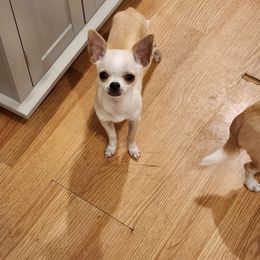Asher - Chihuahua