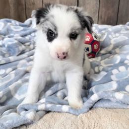 Liberty - White and blue merle male Border Collie puppy in Guffey, Colorado from Sunset Ridge
