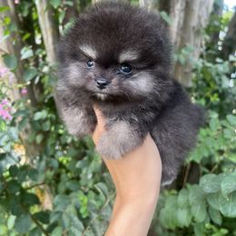 Freedom - Pomeranian puppy from Wonderlust Pomeranians