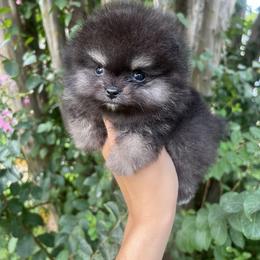 Freedom - Pomeranian puppy from Wonderlust Pomeranians