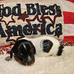 Black pie girl 2 - Piebald female Dachshund puppy in Herald, California from Bluegum Dachshunds