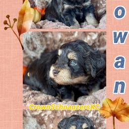 Rowan - Liver male Miniature Schnauzer puppy in Independence, Missouri from Crown Schnauzers KC
