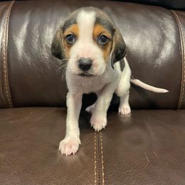 Boy 4 - Black white and tan American Foxhound puppy in Waxhaw, North Carolina from Setting Sun Kennel