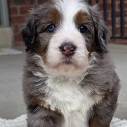 Bernedoodle puppies from Saltwater Doodles