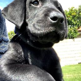 Labrador Retriever Puppies from Gun Dog Retrievers