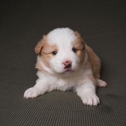 Towns - White and gold male Border Collie puppy in Fresno, California from Alpine Tails