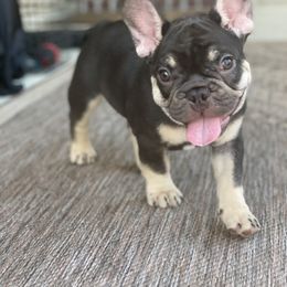 French Bulldog Puppies from Baby Bear Frenchies