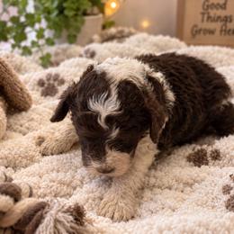 Puppy 5 - Brown and white male Aussiedoodle puppy in Albertville, Alabama from Home Sweet Home Doodles LLC