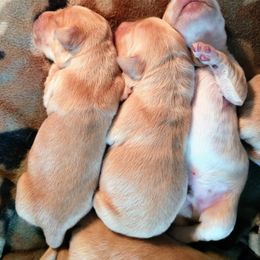 Golden Retriever Puppies from Superior Gold Golden Retrievers