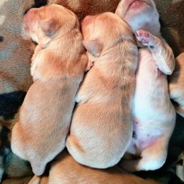 Golden Retriever Puppies from Superior Gold Golden Retrievers